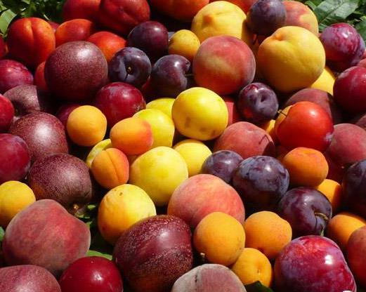 桃子、李子、杏子