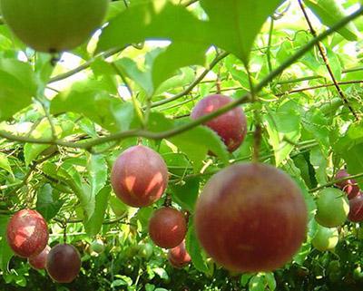 百香果、西番蓮